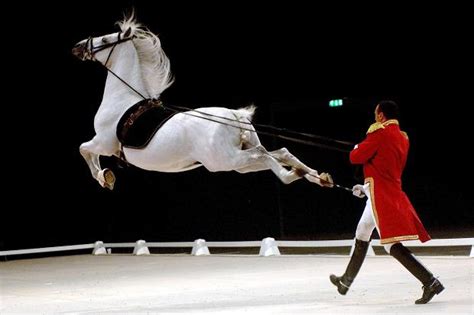 Royal Lipizzaner Stallions tickets from Front Row Tickets. . Lipizzaner horse show 2022